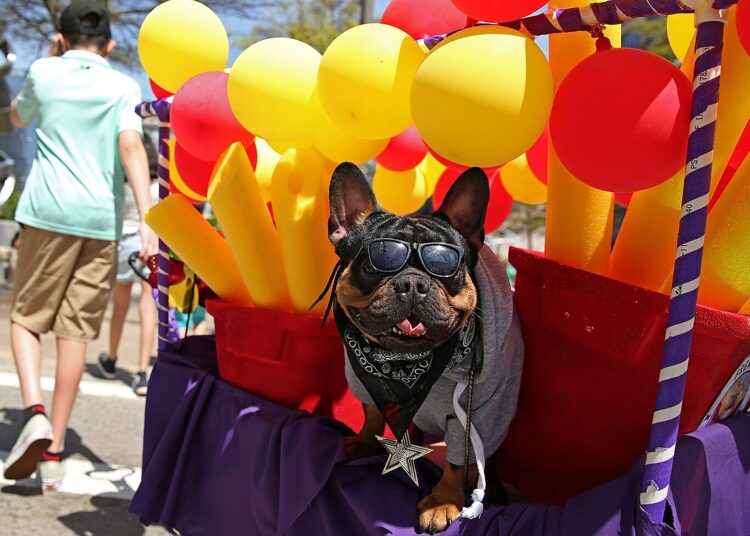 Entretenimento: cães no desfile no domingo para Barkus no Main
