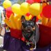 Entretenimento: cães no desfile no domingo para Barkus no Main