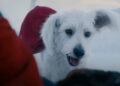 New Superman Video Destaques Krypto no filme DCU