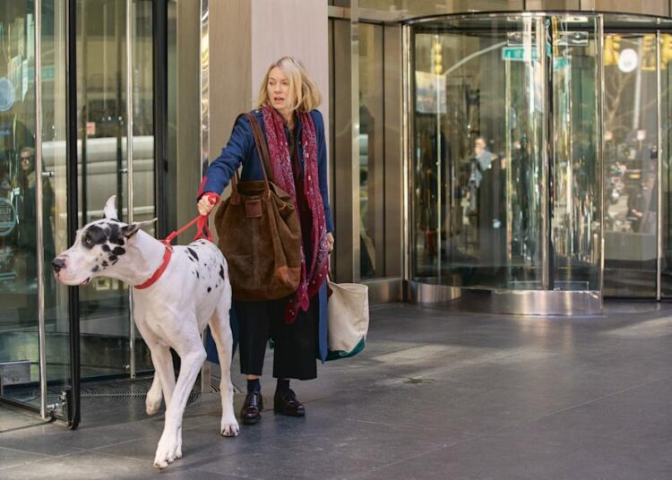 O que Bill Murray aprendeu com Bing, sua co-estrela de 4 pernas em 'The Friend'