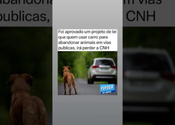 nova lei #fofocas #melhoramigo