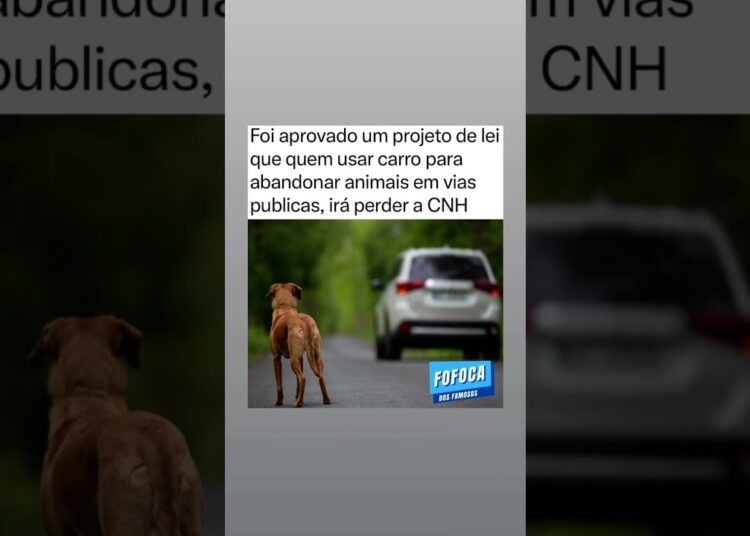 nova lei #fofocas #melhoramigo