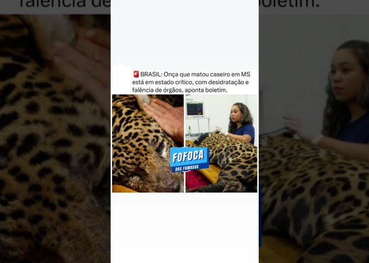 onça que matou caseiro!! #fofocas #ultimasnoticia #noticiasmundiais
