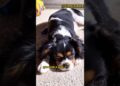 O CACHORRO QUE CONQUISTOU A REALEZA