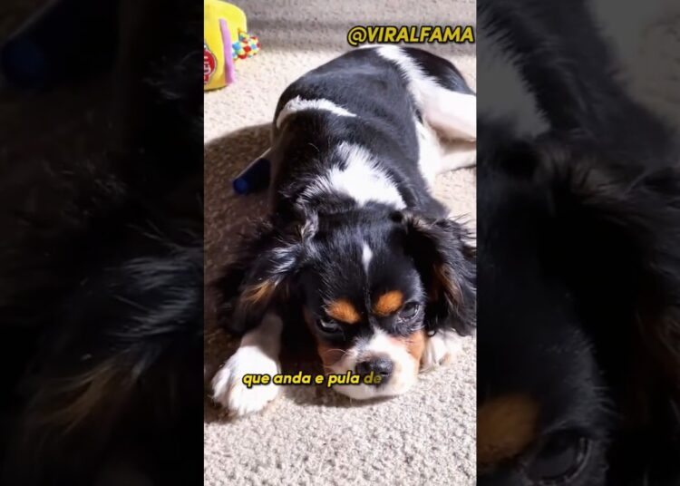 O CACHORRO QUE CONQUISTOU A REALEZA