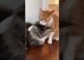Tigrão virou realeza… é muito amor! #cat #amor #carinho #pets #catshorts #orelhadegato #gatos