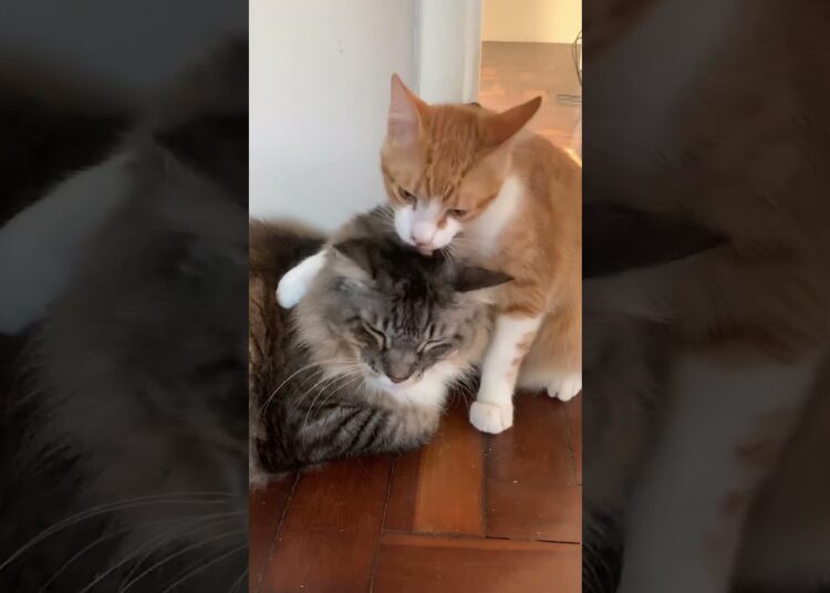 Tigrão virou realeza… é muito amor! #cat #amor #carinho #pets #catshorts #orelhadegato #gatos