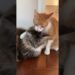 Tigrão virou realeza… é muito amor! #cat #amor #carinho #pets #catshorts #orelhadegato #gatos