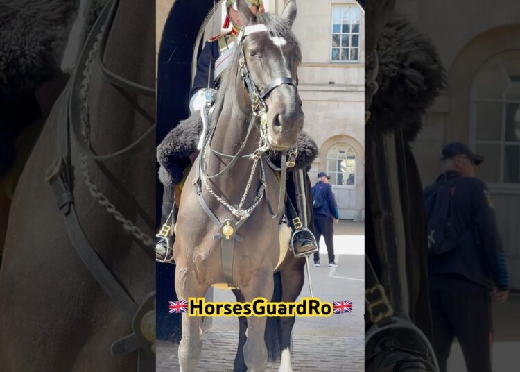 Young Soldier of the blues and royals #shorts #india #foryou #tourist #history #trending #viralvideo