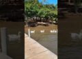 PORTO REALEZA E SUAS BELEZAS