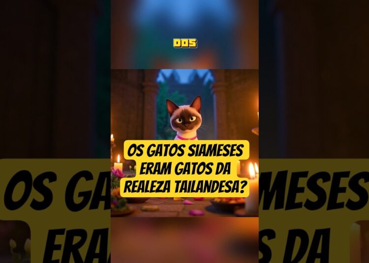 Os gatos siameses eram gatos da realeza tailandesa? #curiosidadessobregatos