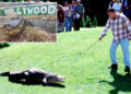 Alligator de 'Happy Gilmore' morto, mas continuará assustando as crianças por 'anos próximos'