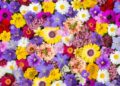Teste: Que flor está de acordo com sua personalidade?