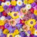 Teste: Que flor está de acordo com sua personalidade?