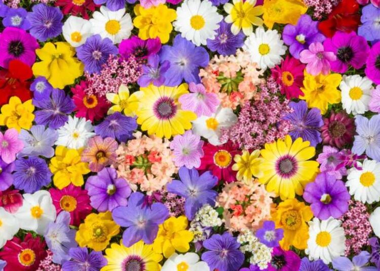 Teste: Que flor está de acordo com sua personalidade?