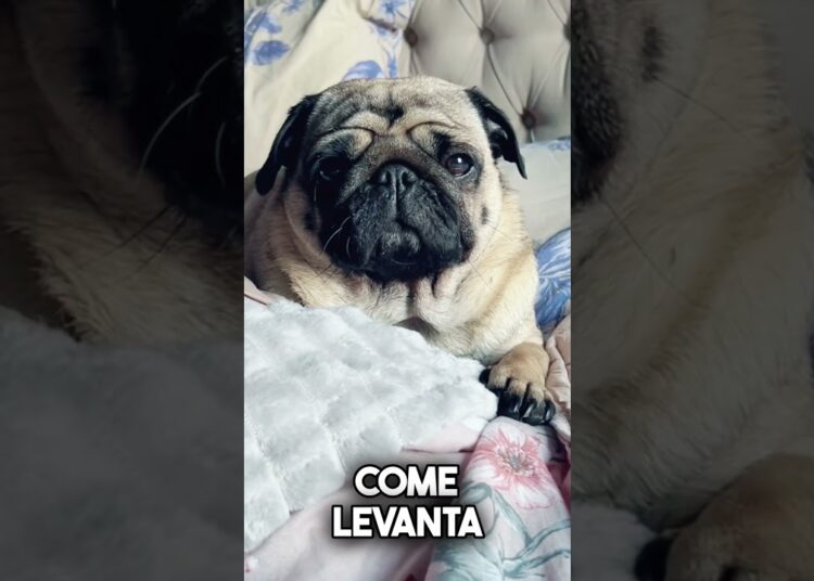 #fofoca #fofocaecelebridade #fofocas #pug #youtubeshorts #petsfofinhos #youtube #cachorro #humor