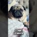 #fofoca #fofocaecelebridade #fofocas #pug #youtubeshorts #petsfofinhos #youtube #cachorro #humor