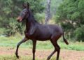 27 – REALEZA DO RANCHO JG