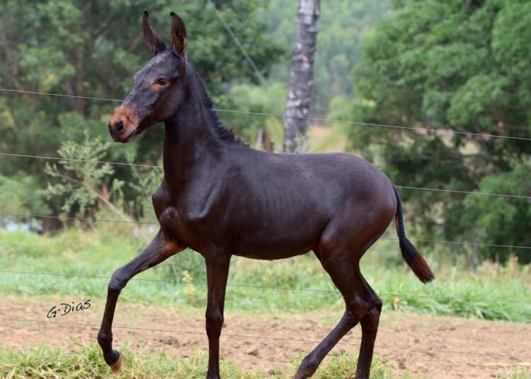 27 – REALEZA DO RANCHO JG