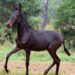 27 – REALEZA DO RANCHO JG