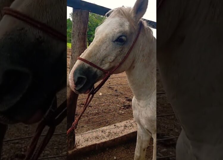 CAVALO BRASILEIRO QUE VIROU CELEBRIDADE #celebridades #celebridade #brasil #cavalo #viraliza #roça