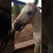 CAVALO BRASILEIRO QUE VIROU CELEBRIDADE #celebridades #celebridade #brasil #cavalo #viraliza #roça