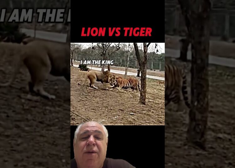 Leão se impondo sobre o Tigre , mostrando a sua realeza ! #leão #tigre #nature