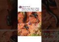 SUCURI GIGANTE EM MT🇧🇷😱🚨 #cobra #matogrosso #brasil #animais #noticias