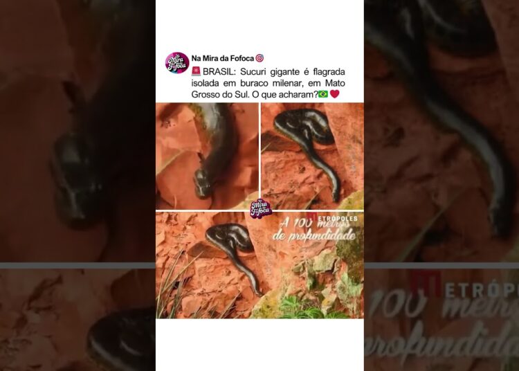 SUCURI GIGANTE EM MT🇧🇷😱🚨 #cobra #matogrosso #brasil #animais #noticias
