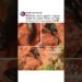 SUCURI GIGANTE EM MT🇧🇷😱🚨 #cobra #matogrosso #brasil #animais #noticias
