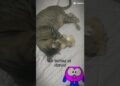 realeza brincando #shorts #humor #youtubecreator #donadecasa #engraçado #interior #brasil