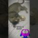 realeza brincando #shorts #humor #youtubecreator #donadecasa #engraçado #interior #brasil