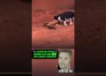 VEJA!!! GATINHO “selvagem” ENCARA COBRA VENENOSA E ENCANTA A WEB #noticias #fofocas #famosos