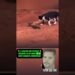 VEJA!!! GATINHO “selvagem” ENCARA COBRA VENENOSA E ENCANTA A WEB #noticias #fofocas #famosos