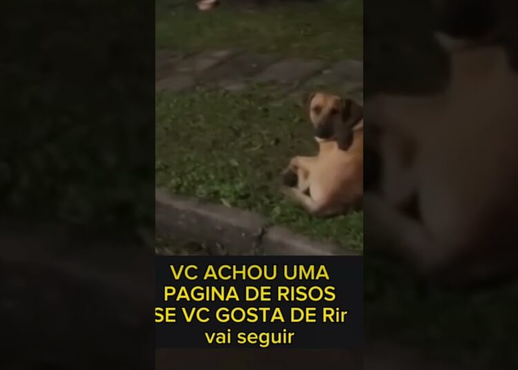 🔵 CACHORRO VS MOTO #MEME #humor #piadas #noticias #famosos #engraçado #fofocas #zoeira #Risos