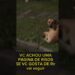 🔵 CACHORRO VS MOTO #MEME #humor #piadas #noticias #famosos #engraçado #fofocas #zoeira #Risos