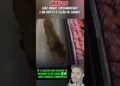 LEÃO INVADE SUPERMERCADO E VAI DIRETO A SEÇÃO DE CARNES #noticias #fofocas #famosos #viralizou