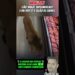 LEÃO INVADE SUPERMERCADO E VAI DIRETO A SEÇÃO DE CARNES #noticias #fofocas #famosos #viralizou
