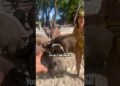 The Pigs Tried to Bite Her 😱 #shorts