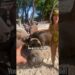 The Pigs Tried to Bite Her 😱 #shorts