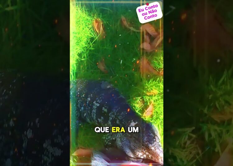 Lagarto invade casa de Virginia e assusta