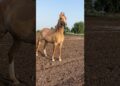 Royalty Off Kathi Horses