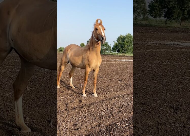 Royalty Off Kathi Horses