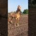 Royalty Off Kathi Horses