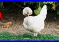 Galinha Sultana: A Ave de Luxo da Realeza Otomana! 🐓✨ | Curiosidades Incríveis
