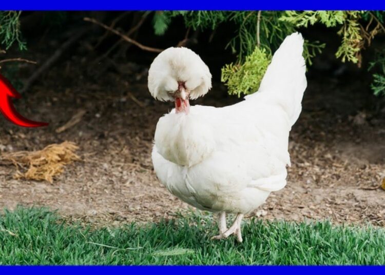 Galinha Sultana: A Ave de Luxo da Realeza Otomana! 🐓✨ | Curiosidades Incríveis