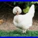 Galinha Sultana: A Ave de Luxo da Realeza Otomana! 🐓✨ | Curiosidades Incríveis