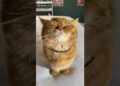 ATITUDE DE REALEZA! ESSA GATA SE ACHA UMA RAINHA 😼👸🐾 #shortviral #curiosidades #shots #pets #humor