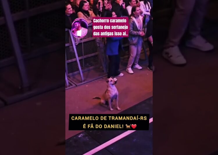 cachorro caramelo assiste show de #daniel é fã kk #famosos #artistas #celebridades #caramelo #shorts