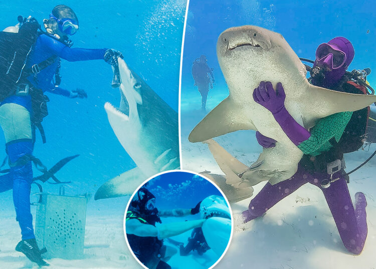 Os executivos 'Shark Week' e 'Sharkfest' revelam como os tubarões assumiram a TV de verão
